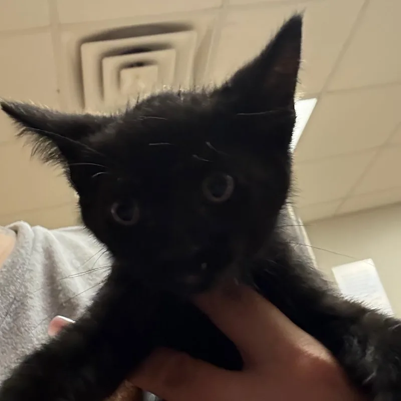 A baby small-sized male Black Domestic Short Hair cat named Bark U for adoption in Tupelo, MS