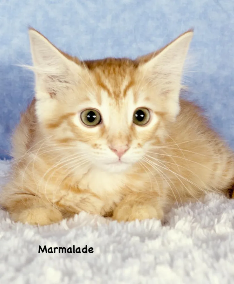 Marmalade