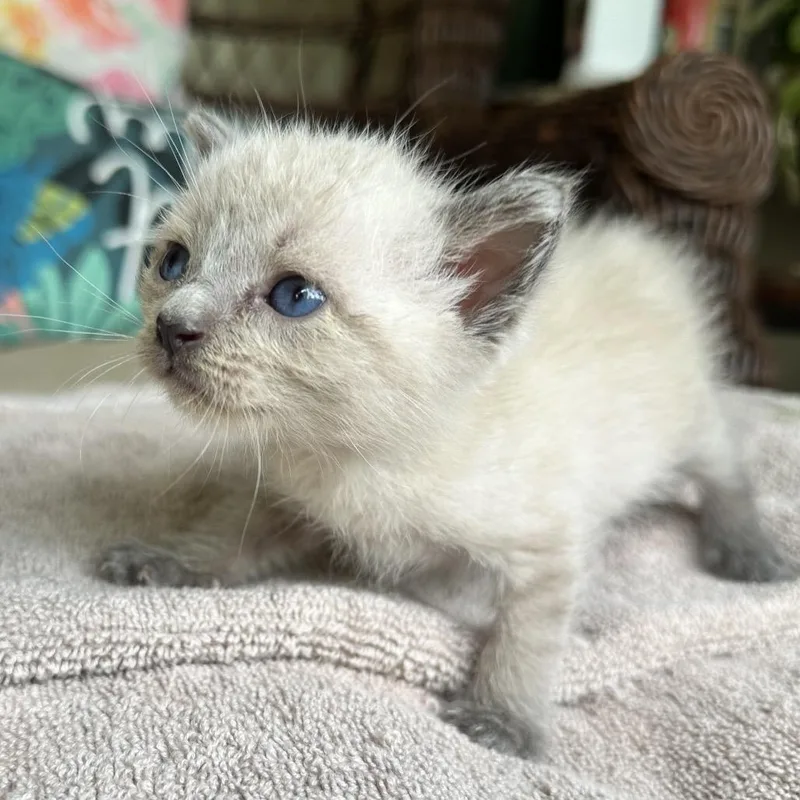 A baby small-sized male Brown / Chocolate Manx cat named Michael for adoption in North Port, FL