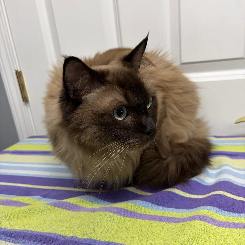 An adult small-sized male Ragdoll cat named Jax for adoption in Granville, OH