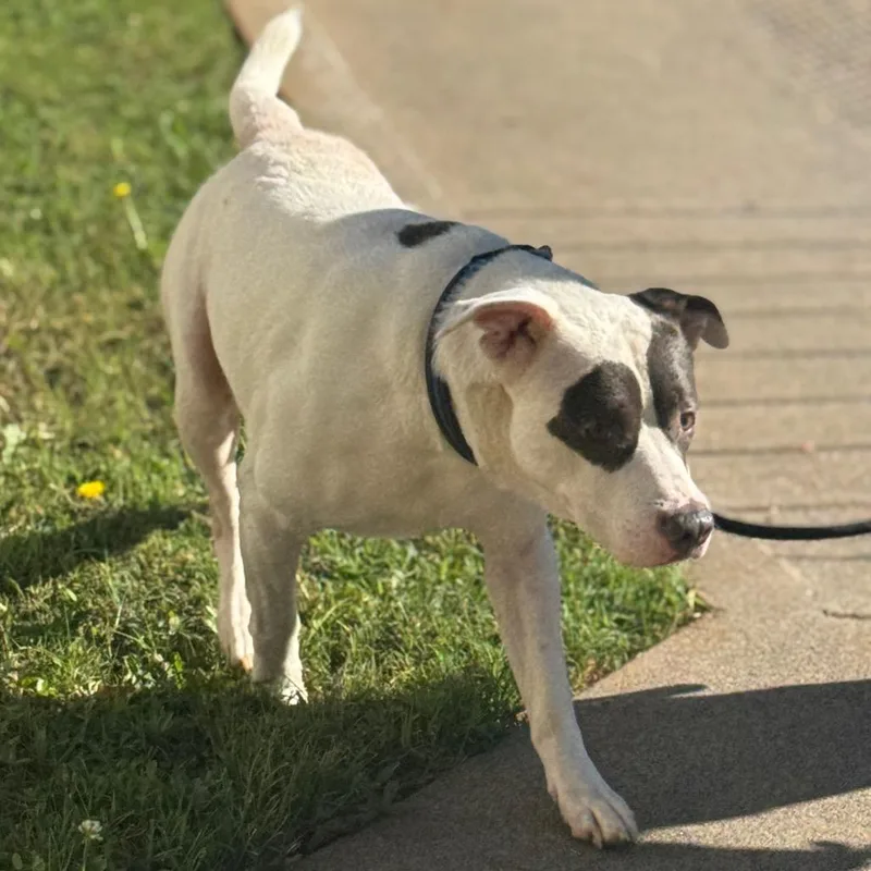 An adult large-sized male White / Cream Pit Bull Terrier dog named Ranger for adoption in Winston-Salem, NC