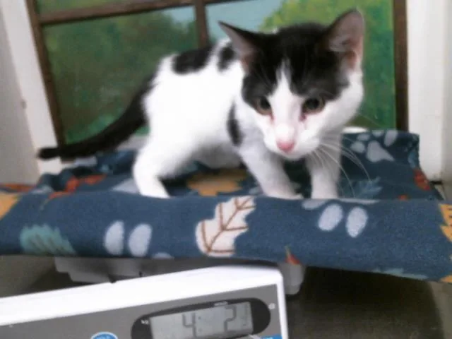 A young small-sized female Domestic Short Hair cat named Chelsea for adoption in Houston, TX