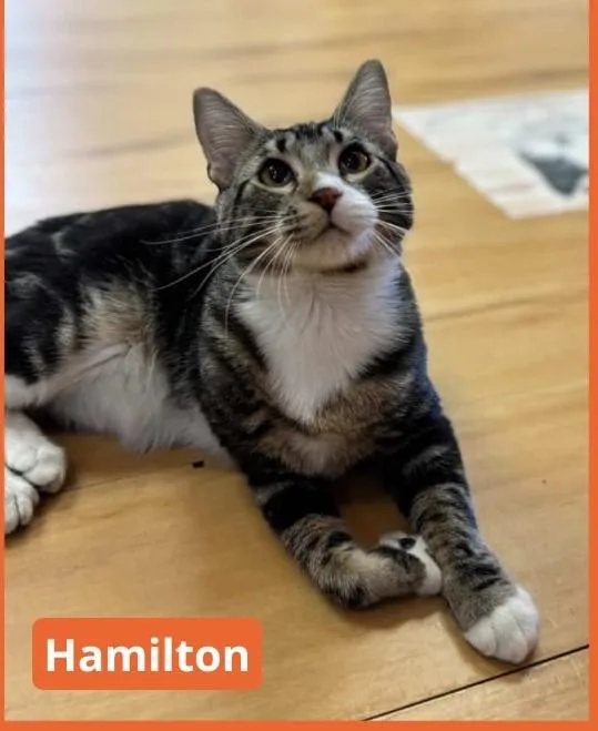 A baby medium-sized male Tabby (Tiger Striped) Domestic Short Hair cat named Hamilton for adoption in North Haven, CT