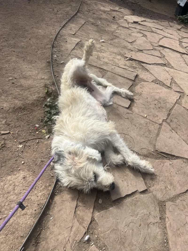 An adult large-sized female Apricot / Beige Irish Wolfhound dog named Kimber for adoption in Fort Collins, CO