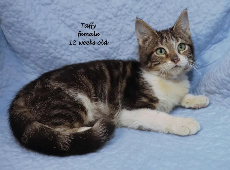 A baby medium-sized female Tabby (Brown / Chocolate) Tabby cat named Taffy for adoption in Euclid, OH