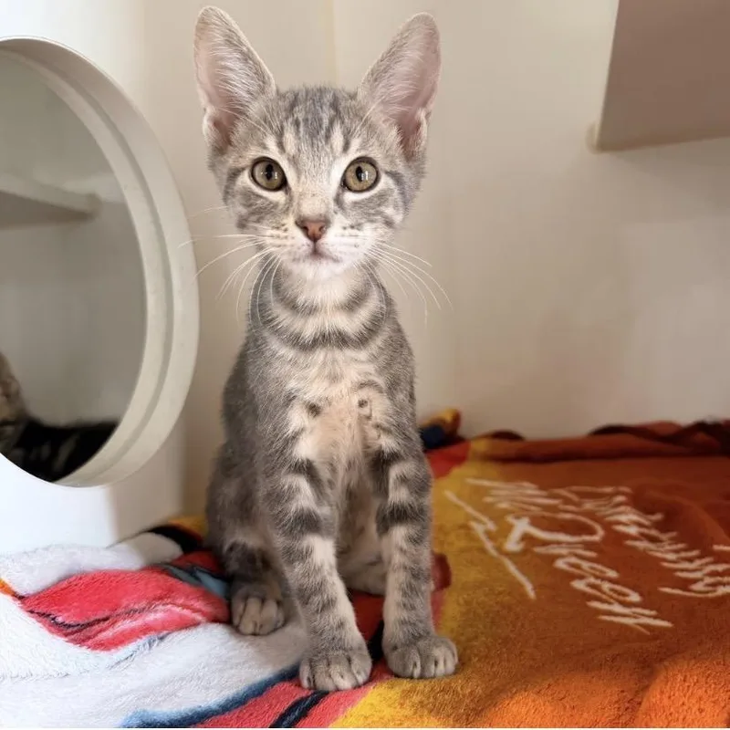 A baby small-sized male Gray / Blue / Silver Domestic Short Hair cat named Vinny for adoption in Kyle, TX