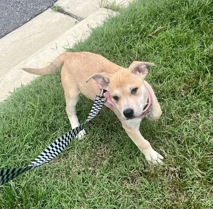 A baby medium-sized female Apricot / Beige Terrier dog named Lula for adoption in Annapolis, MD