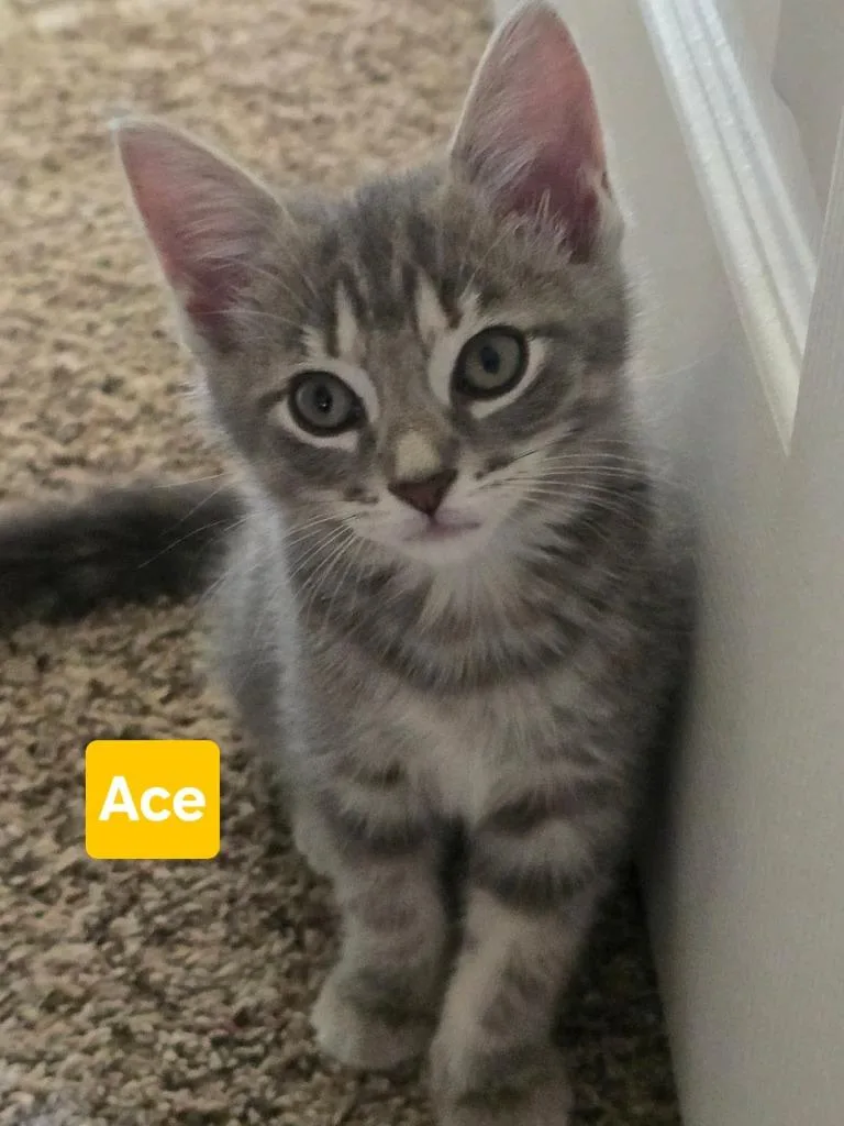 Ace