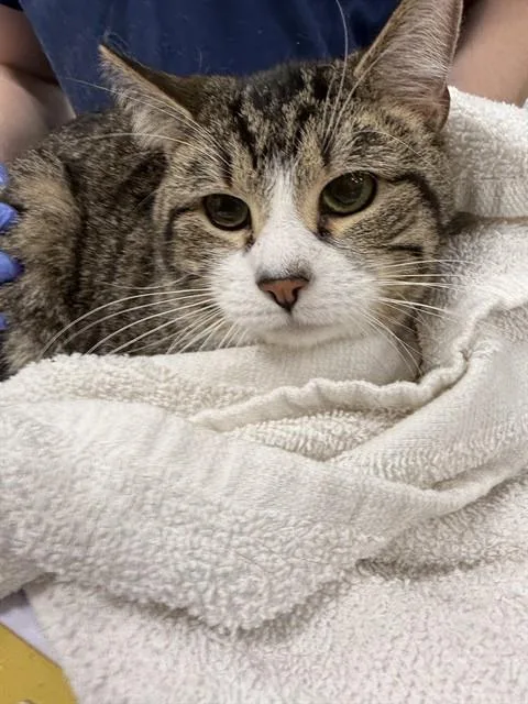 A young medium-sized male Domestic Short Hair cat named Brody for adoption in Upper Marlboro, MD