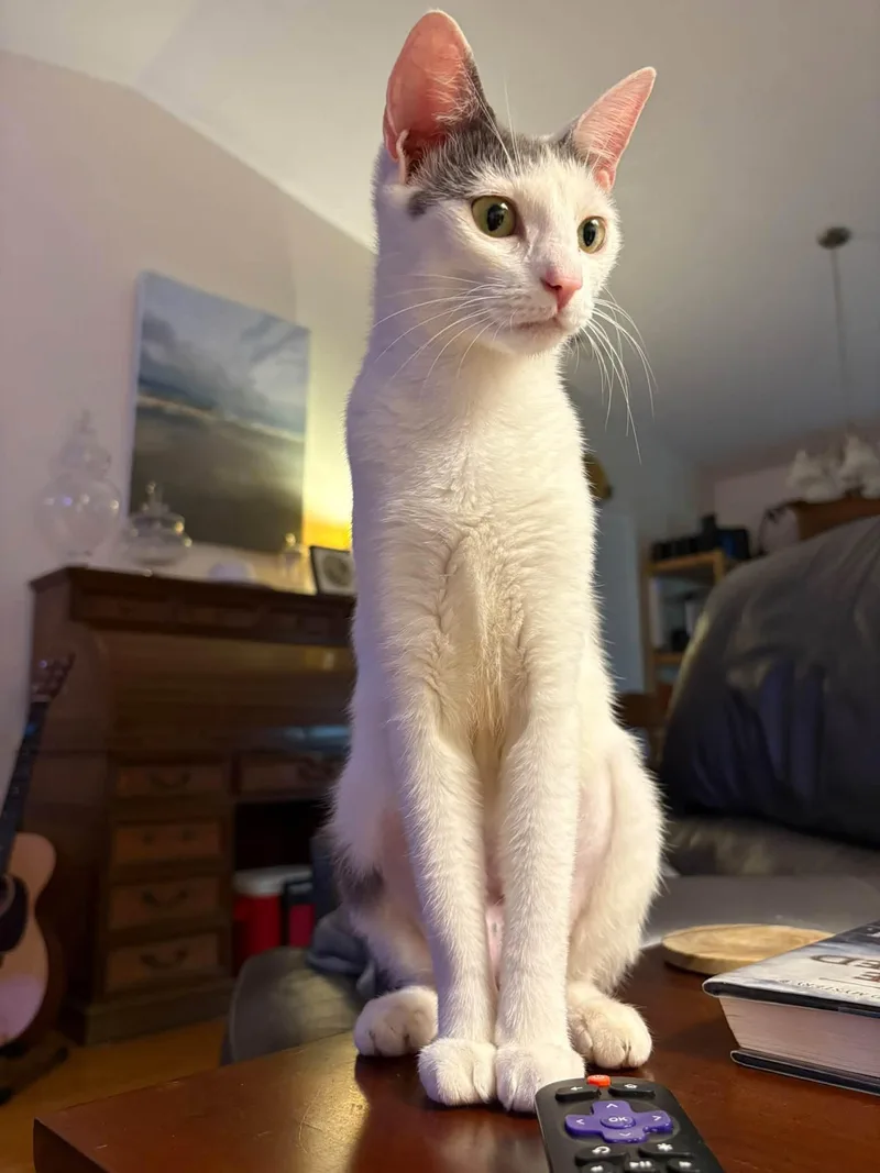 An adult medium-sized female Gray & White Domestic Short Hair cat named KeeKee for adoption in Wilmington, NC