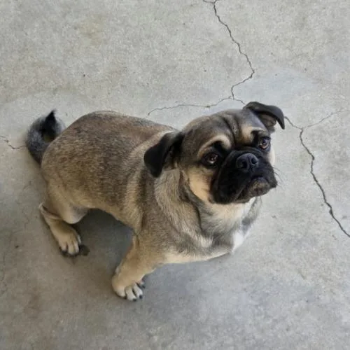 A baby small-sized male Pug dog named Larry for adoption in Seattle, WA
