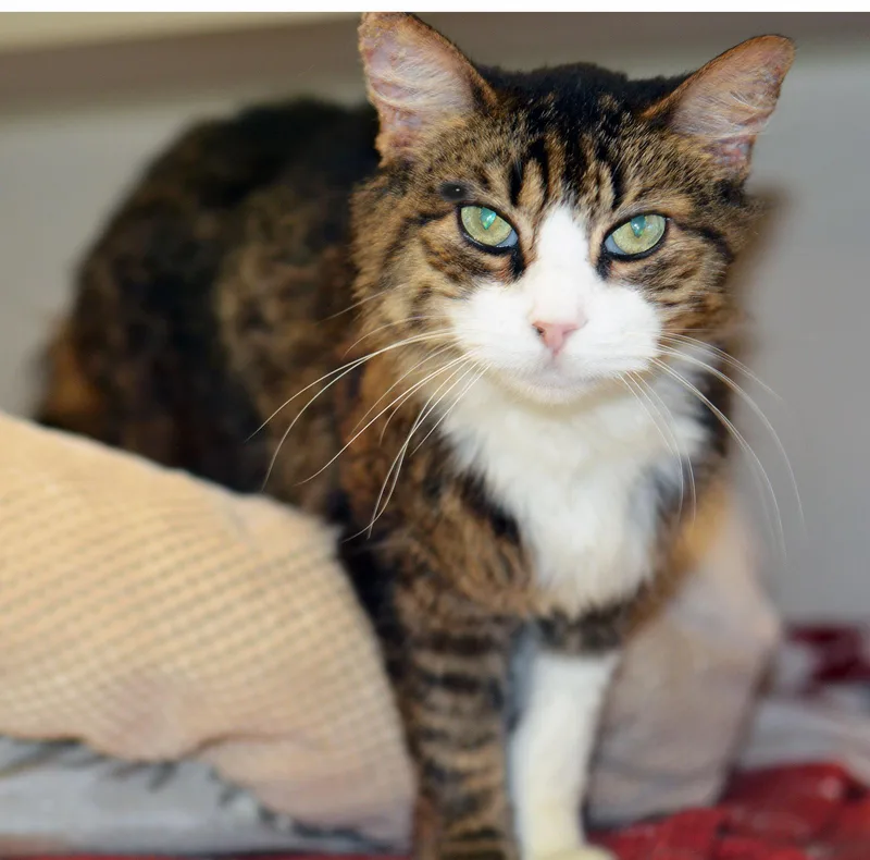 An adult medium-sized female Tabby (Brown / Chocolate) Domestic Short Hair cat named Bee Gee for adoption in San Clemente, CA