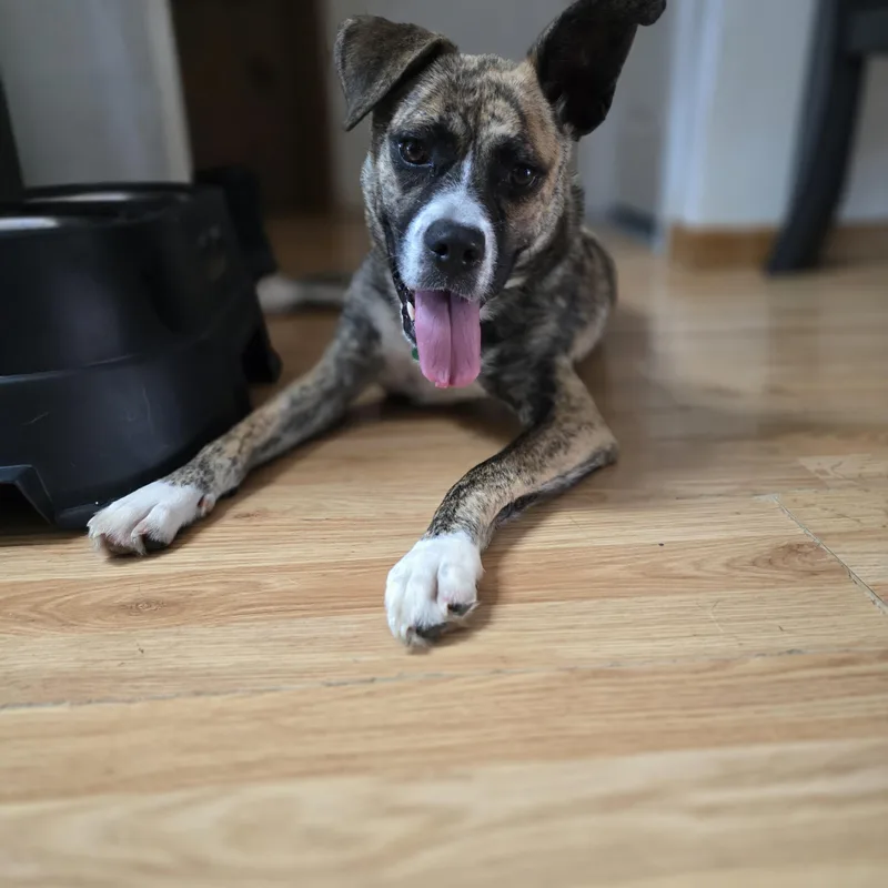 A young medium-sized female Boxer dog named Haven for adoption in Aurora, IL