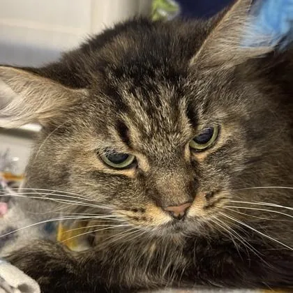 A senior medium-sized female Tabby (Brown / Chocolate) Domestic Long Hair cat named Pickles for adoption in Lansing, MI