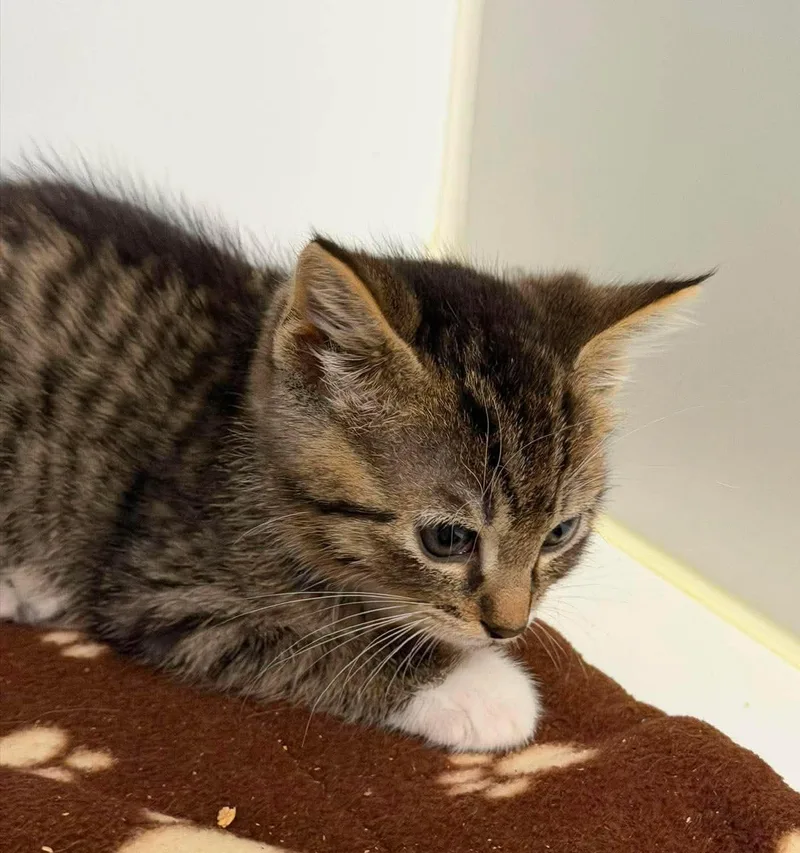 A baby small-sized female Domestic Short Hair cat named Nola for adoption in Othello, WA