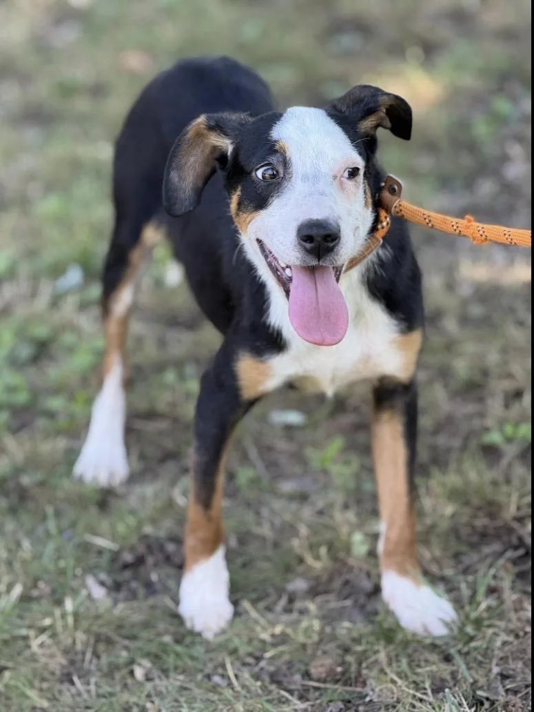 A young medium-sized male Tricolor (Brown, Black, & White) Beagle dog named Petey for adoption in Richmond, VA