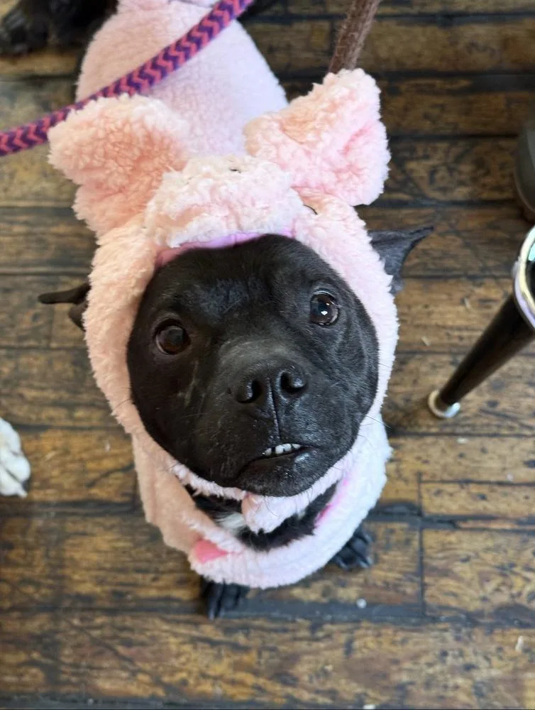 An adult medium-sized male Black Pug dog named Zeus for adoption in Chattanooga, TN