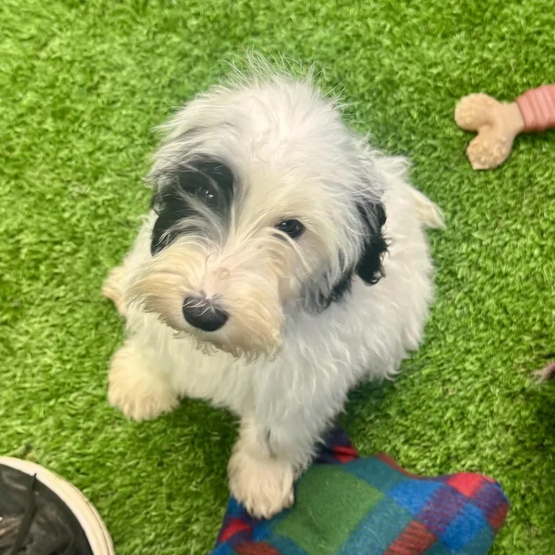 A baby medium-sized male White / Cream Poodle dog named Wade for adoption in Huntsville, AL