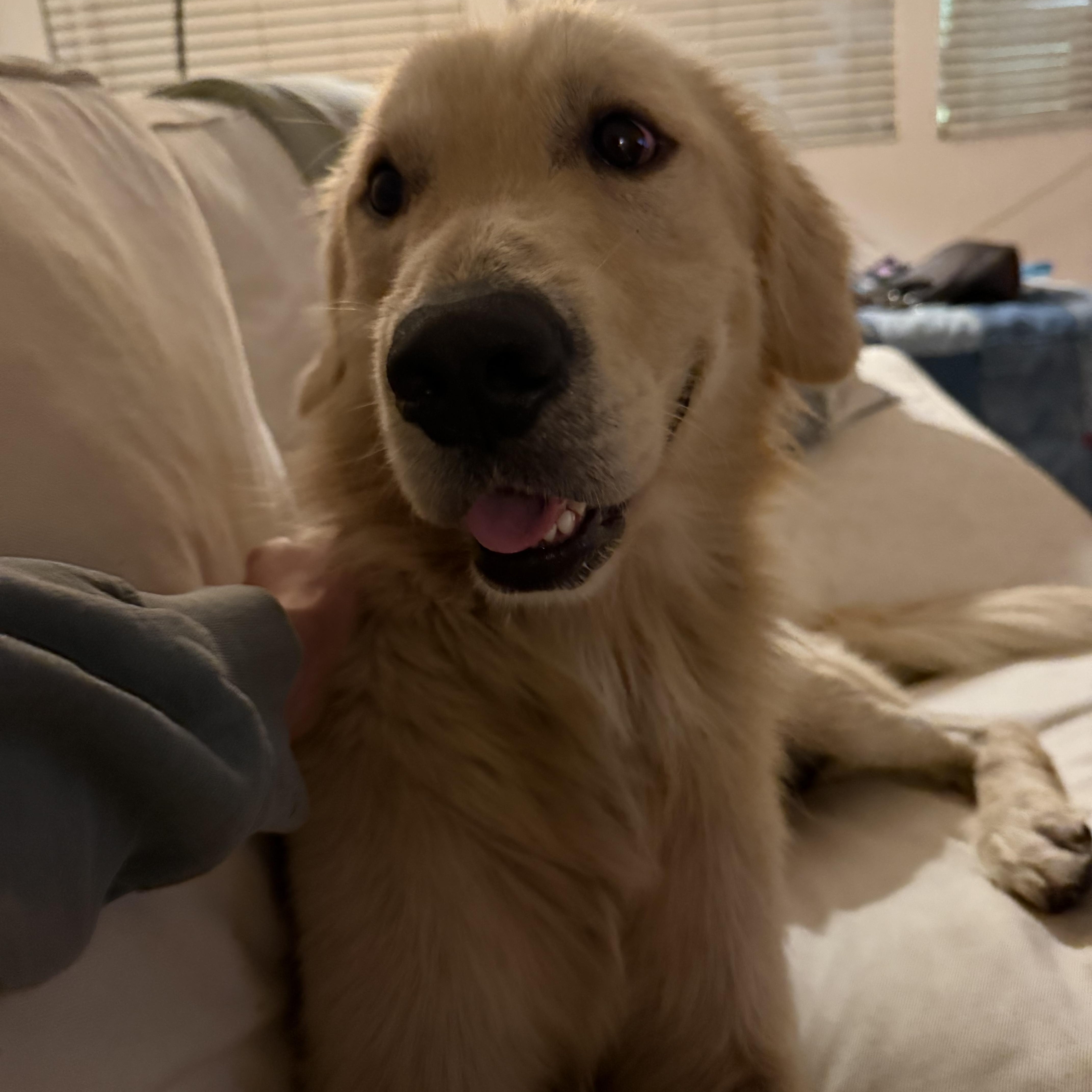 A young large-sized male Golden Retriever dog named Sam for adoption in Pasadena, CA