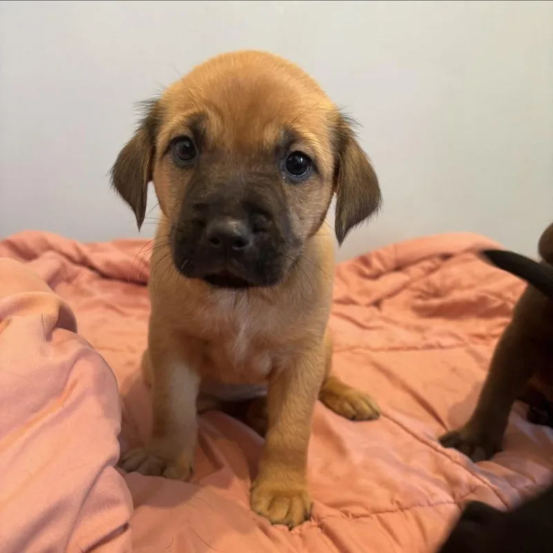 A baby small-sized female Brown / Chocolate Mixed Breed dog named Shakira for adoption in LOXAHATCHEE, FL