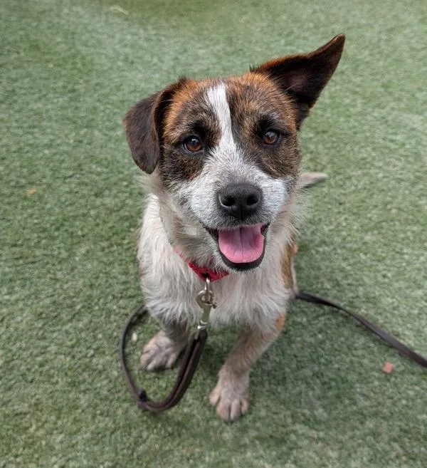 An adult small-sized female Border Terrier dog named Bingo for adoption in San Diego, CA