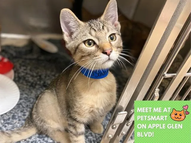 A baby small-sized male Domestic Short Hair cat named D.j. Scream for adoption in Fort Wayne, IN