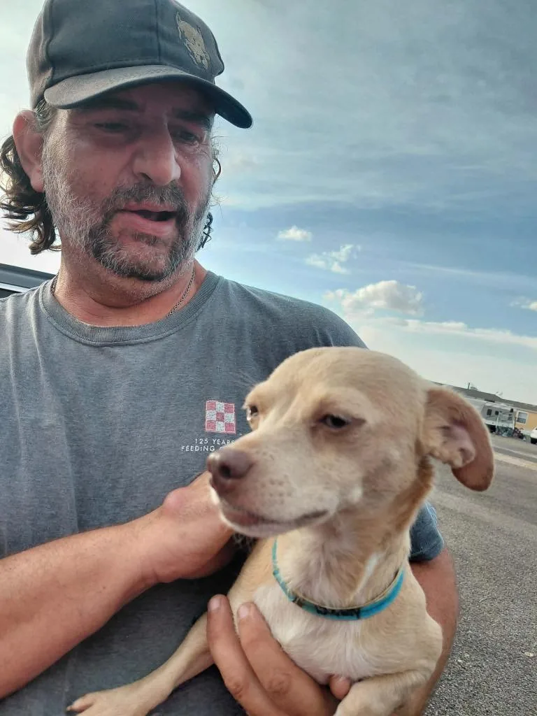A young small-sized female Chihuahua dog named HoneyBunny for adoption in Fort Stockton, TX