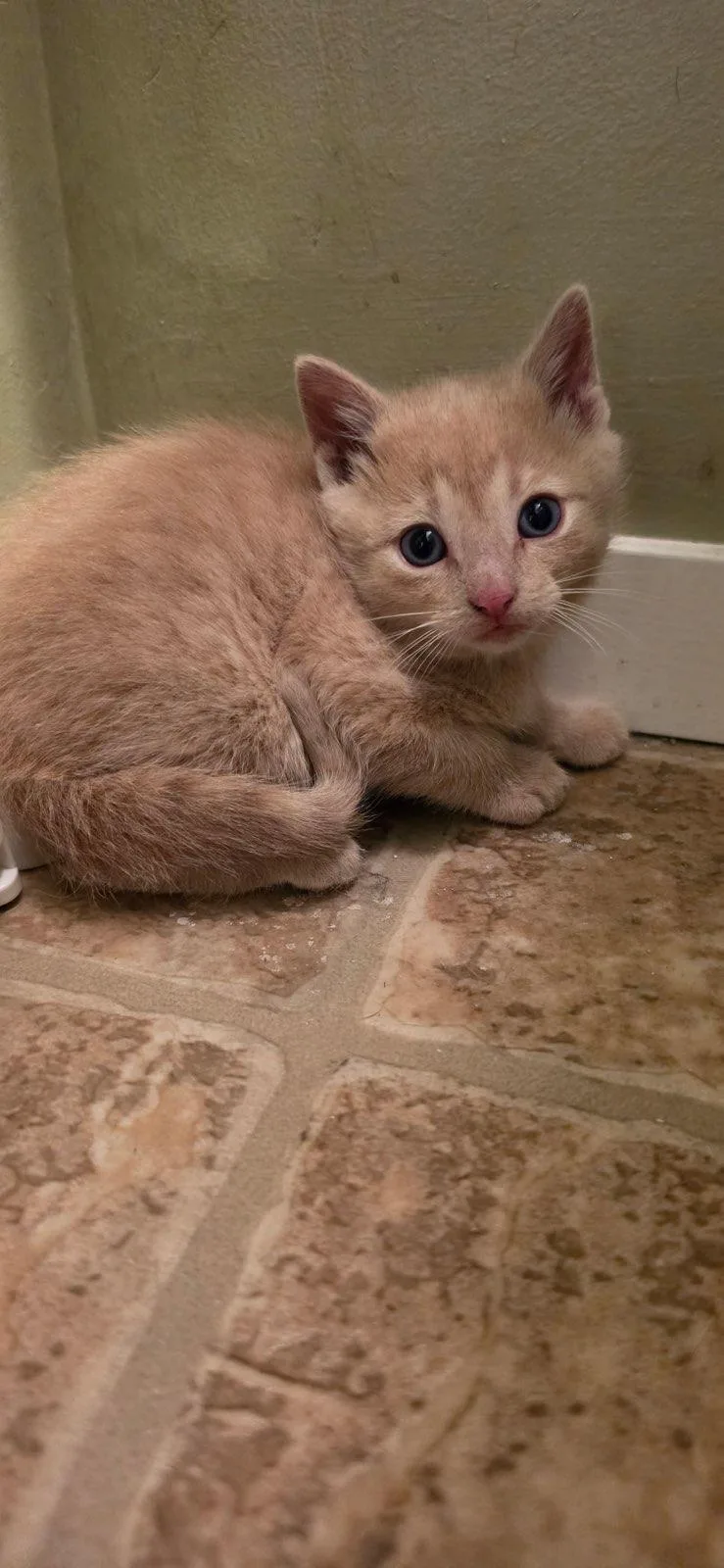 A young medium-sized male Buff / Tan / Fawn Domestic Short Hair cat named Ashani for adoption in Kenosha , WI