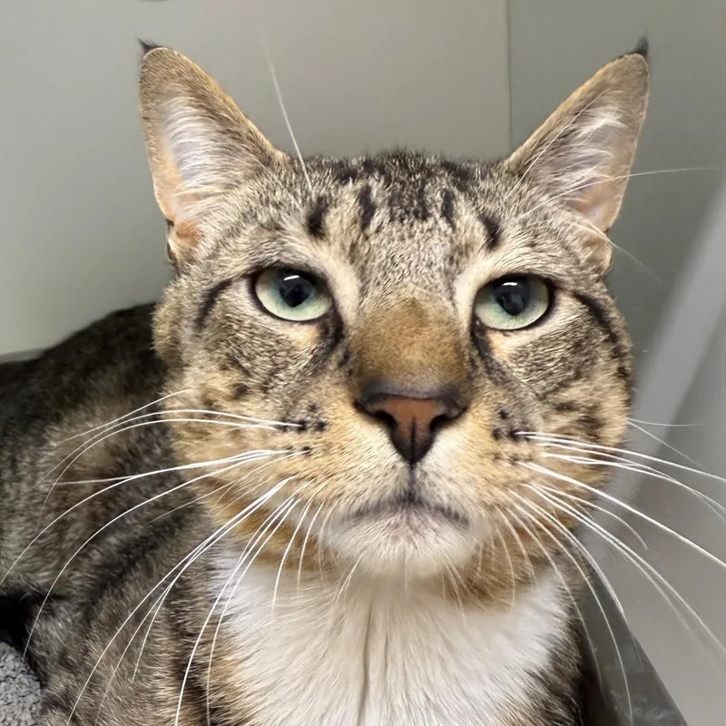 An adult small-sized male Gray / Blue / Silver Domestic Short Hair cat named Diego for adoption in Branford, CT