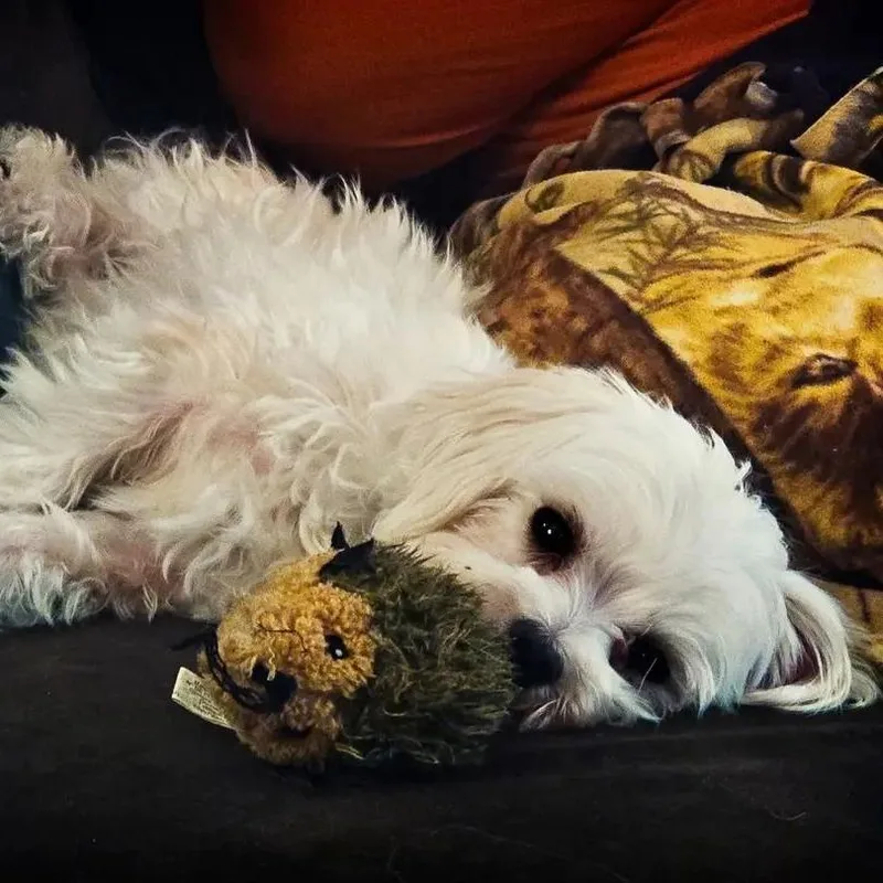 An adult small-sized female White / Cream Lhasa Apso dog named Lois for adoption in Madison, WI