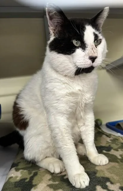An adult large-sized male Black Domestic Short Hair cat named Spot Big and for adoption in Hoquiam, WA