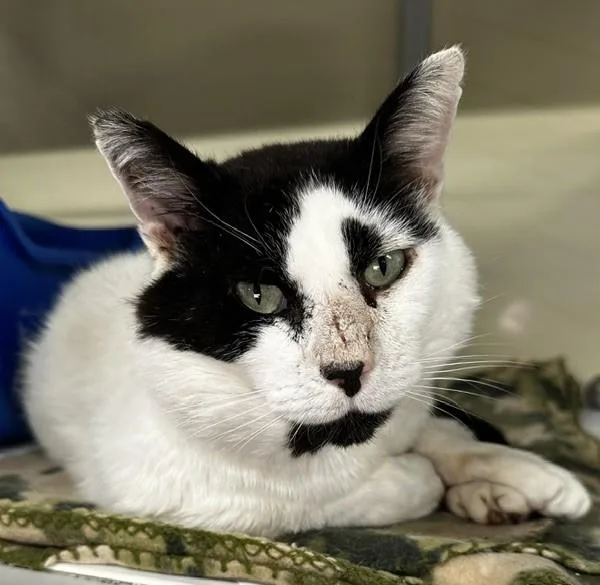Spot  Big and thumbnail 6