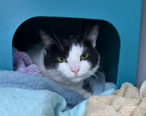 An adult large-sized male Domestic Short Hair cat named Dex for adoption in Ridgewood, NY