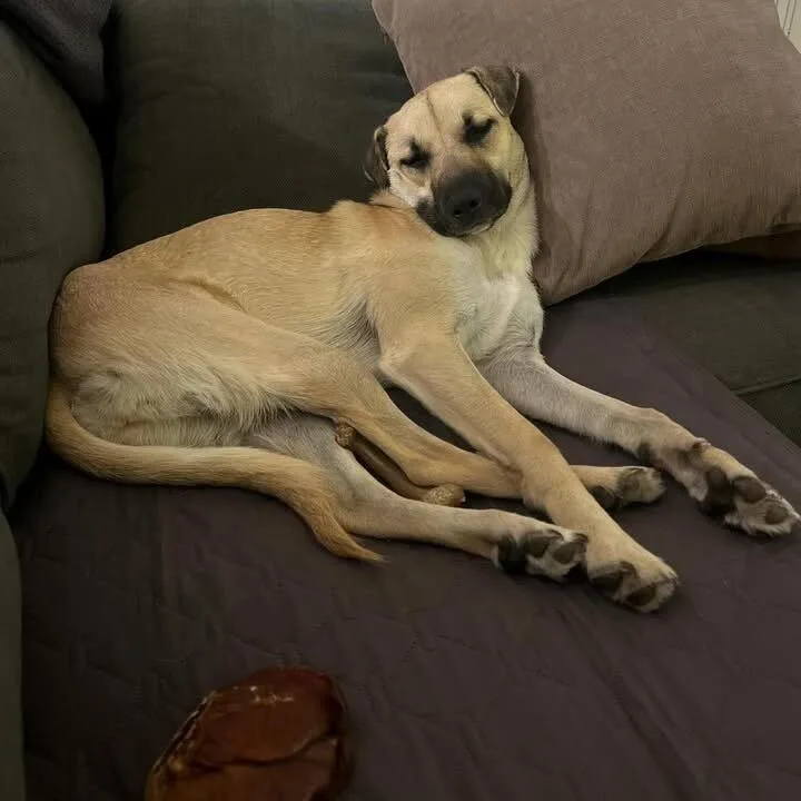 An adult medium-sized female White / Cream Terrier dog named Gouda for adoption in San Diego, CA