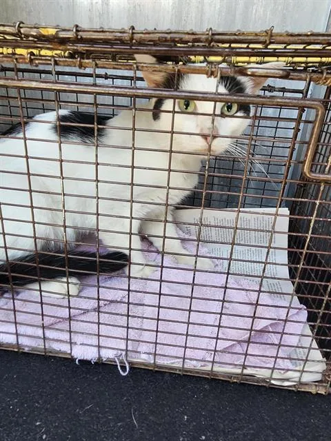 A young medium-sized male Domestic Short Hair cat named Otis for adoption in San Antonio, TX