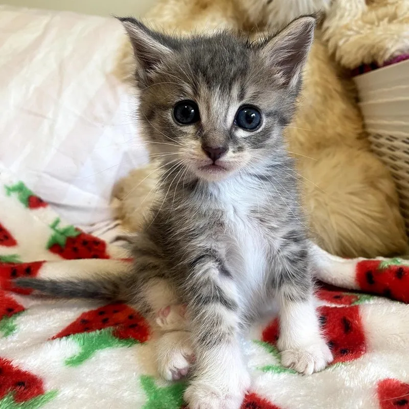 A baby small-sized female White Domestic Short Hair cat named Harper for adoption in Long Beach, CA