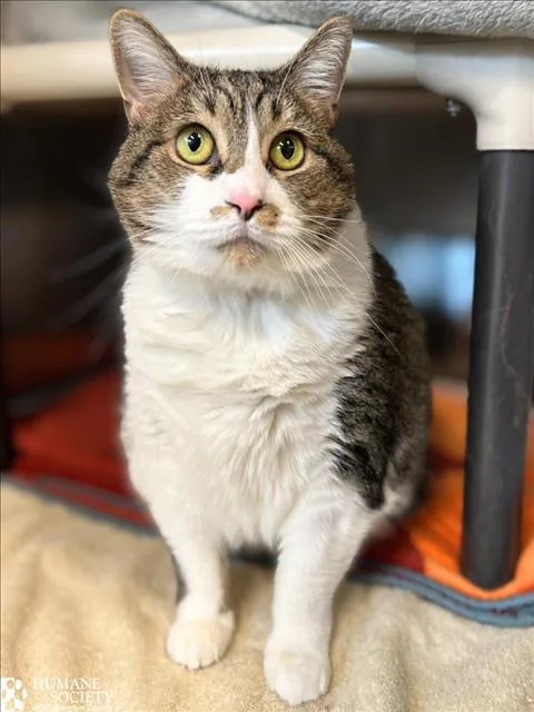 An adult medium-sized female Domestic Short Hair cat named Schenze for adoption in Hagerstown, MD