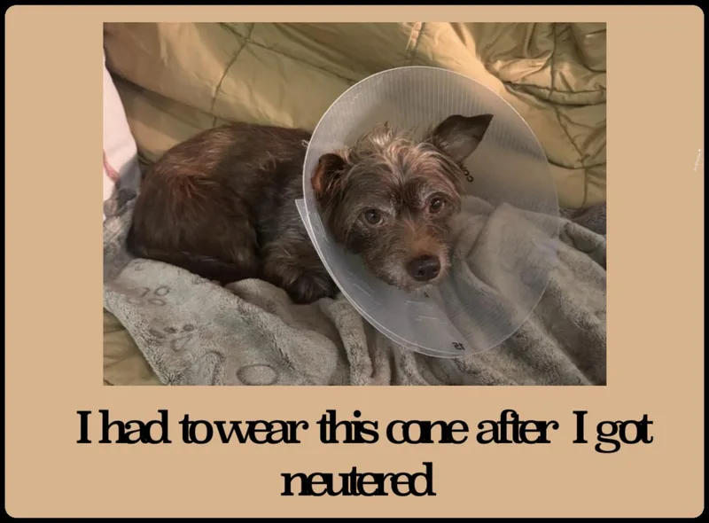 Fudge thumbnail 3