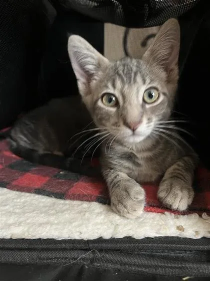 A baby small-sized female Brown / Chocolate Domestic Short Hair cat named Mai for adoption in El Paso, TX
