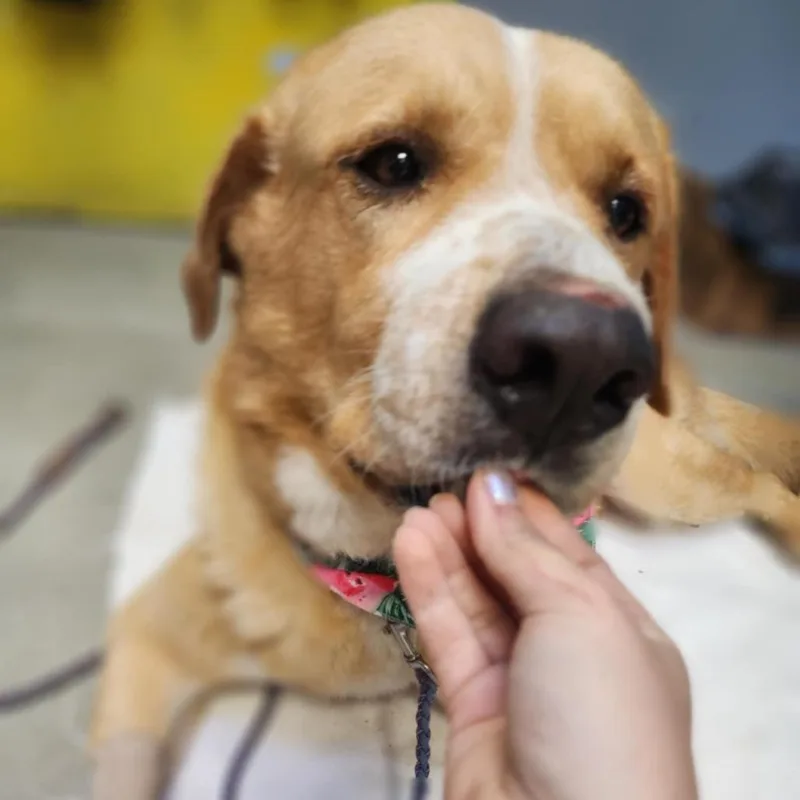 An adult large-sized male Golden Retriever dog named Falkor for adoption in Austin, TX