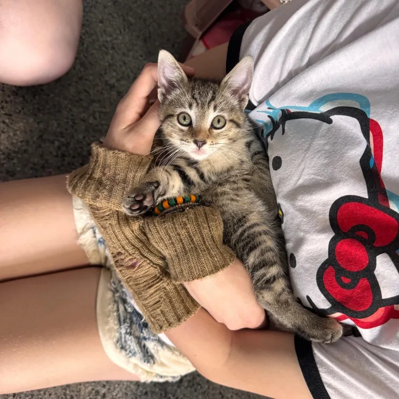 A baby small-sized male Brown / Chocolate Domestic Short Hair cat named Cedar for adoption in Mondovi, WI