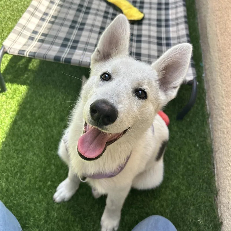 A baby small-sized female White / Cream Siberian Husky dog named Mishka for adoption in Long Beach, CA