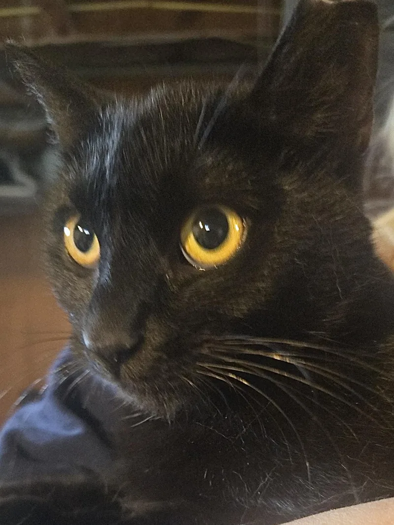 A young medium-sized female Black Domestic Short Hair cat named Millie for adoption in Shelby Township, MI