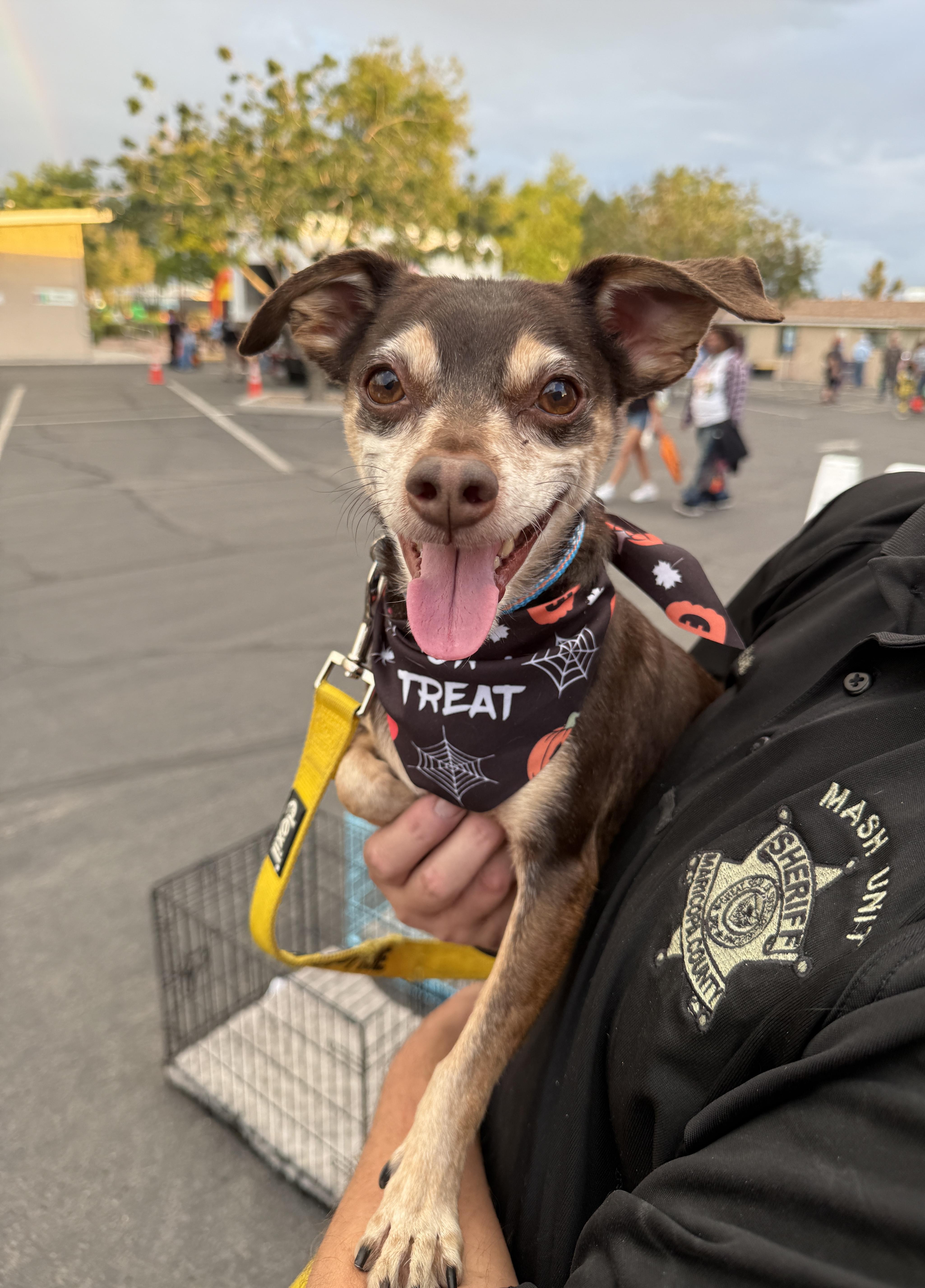 An adult small-sized male Brown / Chocolate Chihuahua dog named Tucker for adoption in Phoenix, AZ