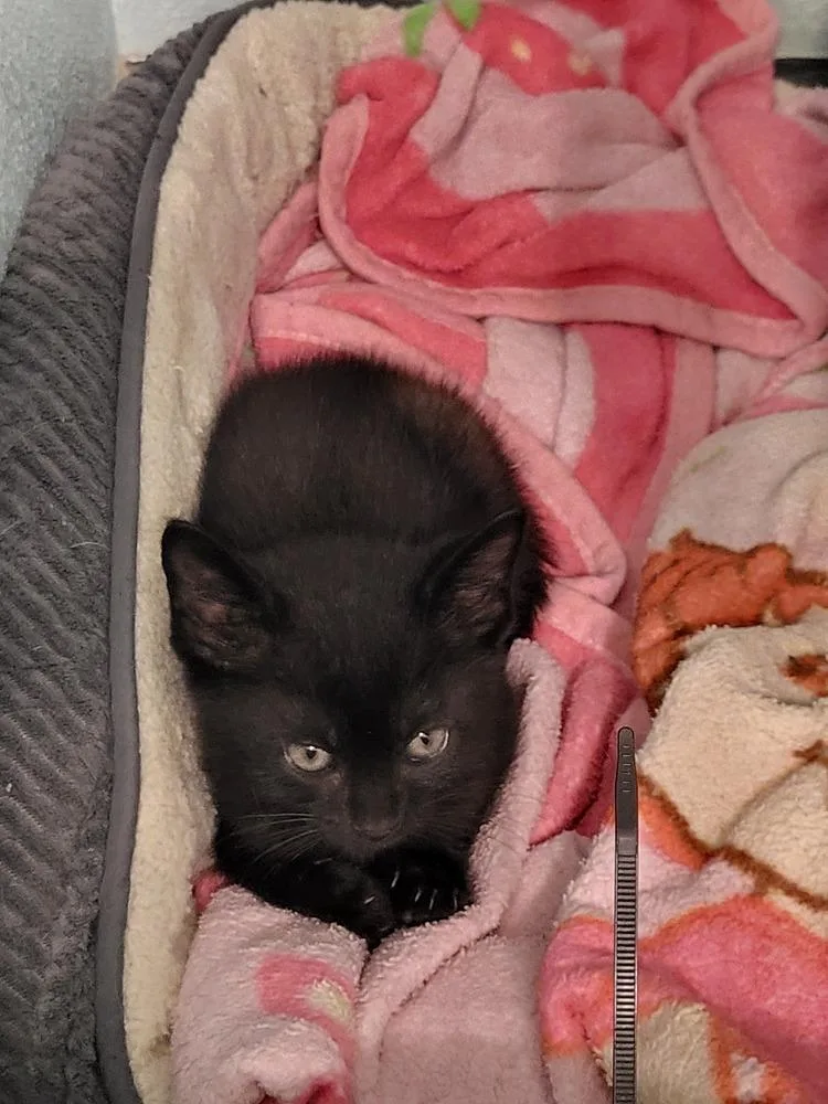 A baby small-sized male Domestic Short Hair cat named Tourmaline for adoption in Thornton, CO