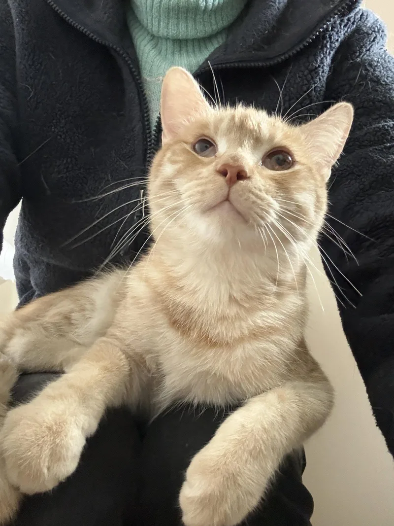 A baby medium-sized male Orange / Red Domestic Short Hair cat named Saxon for adoption in Walled Lake, MI
