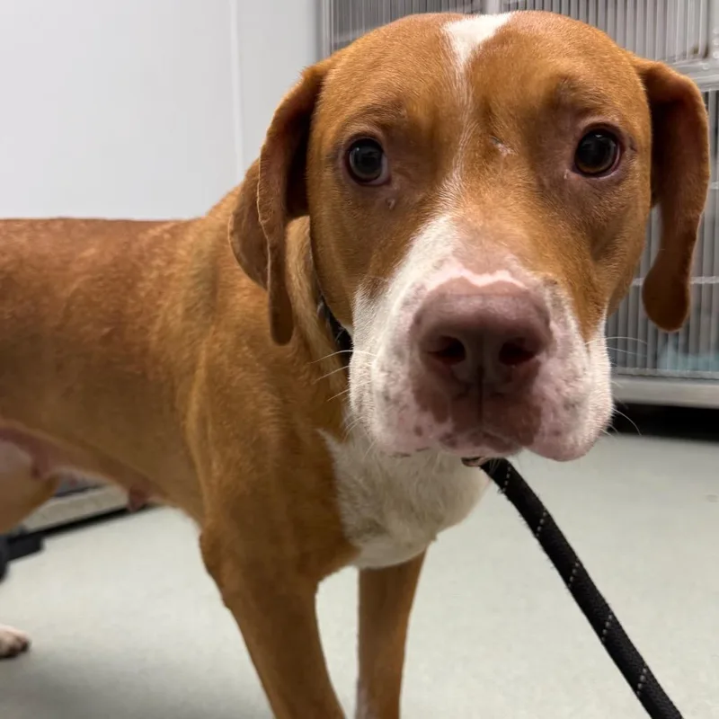 An adult medium-sized female Brown / Chocolate Mixed Breed dog named Tequila for adoption in Abilene, TX