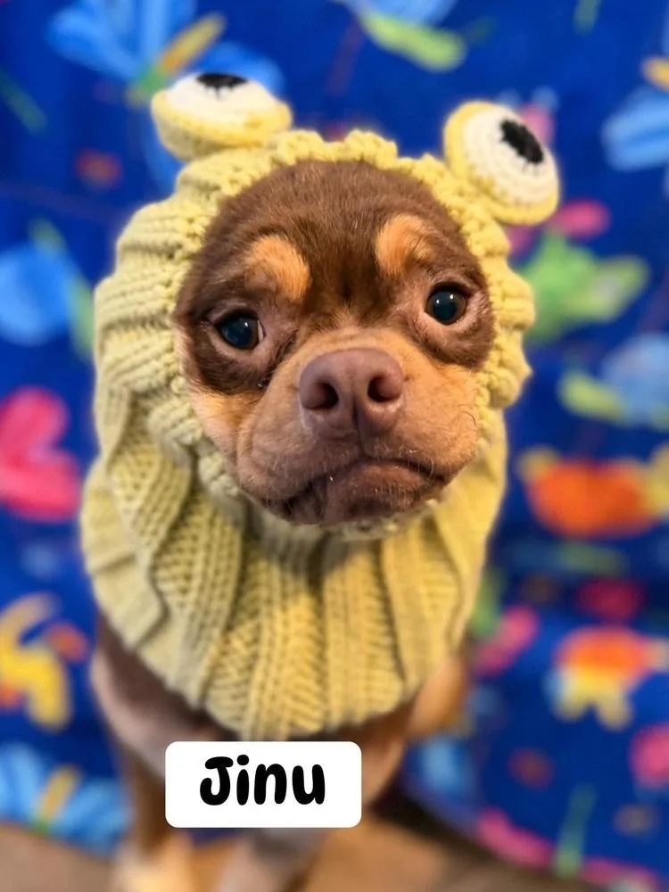 A young small-sized male Mixed Breed dog named Jinu for adoption in Scranton, PA