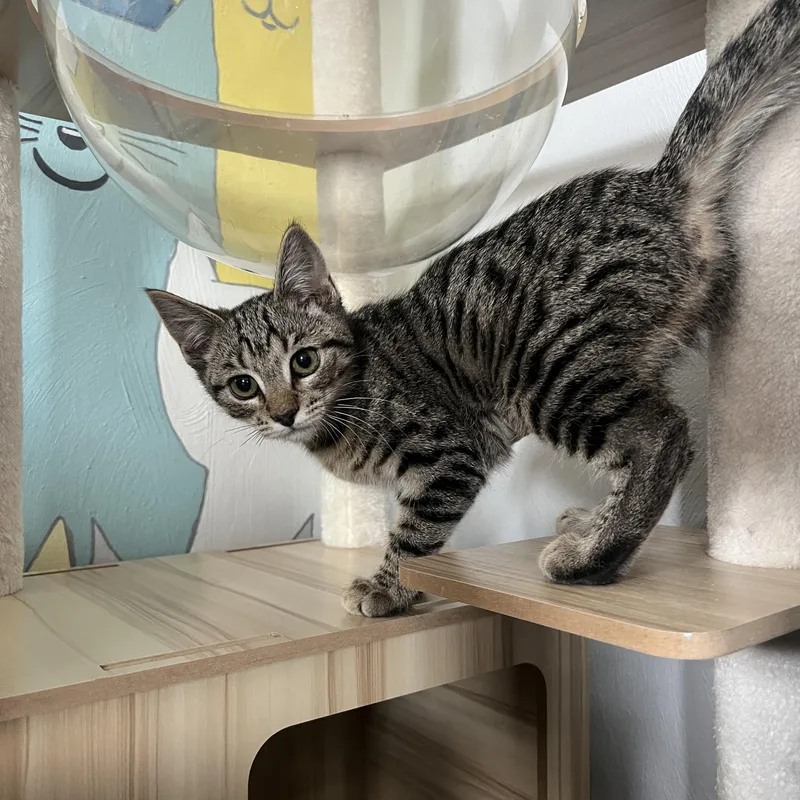 Princess thumbnail 2