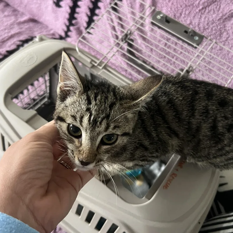 Princess thumbnail 3